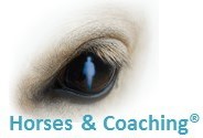 Prochains démarrages accompagnements assistés par le cheval avec Horses & Coaching