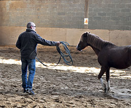 Individual Equine Assisted Guidance